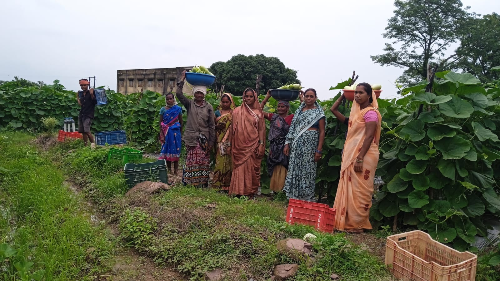 सफलता की कहानी :बिहान से बदली राह 35 महिला किसानों ने 600 क्विंटल सब्जी उगाकर लिखी सफलता की नई कहानी सफलता की कहानी :बिहान से बदली राह 35 महिला किसानों ने 600 क्विंटल सब्जी उगाकर लिखी सफलता की नई कहानी